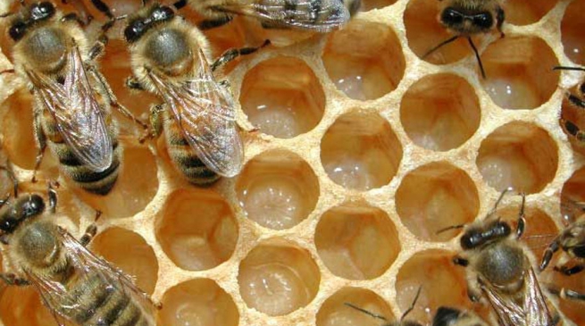 Il mondo delle api